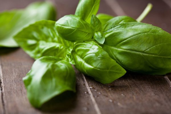 Basilic