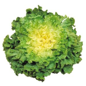 Chicorée (scarole)