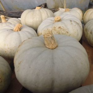 Courge Bleue de Hongrie (lisse de 2 à 4 kgs)
