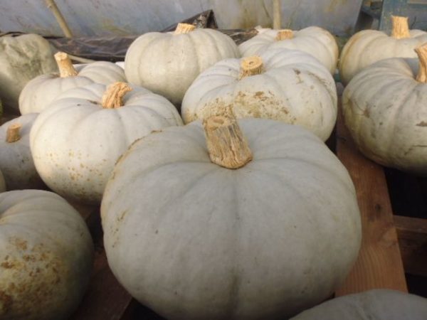 Courge Bleue de Hongrie (lisse de 2 à 4 kgs)