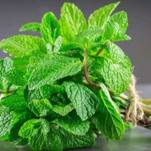 Menthe