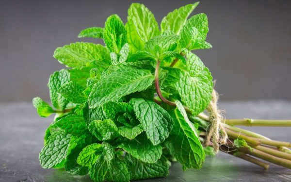 Menthe