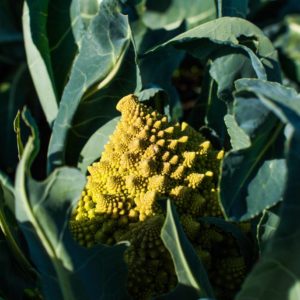 Chou romanesco