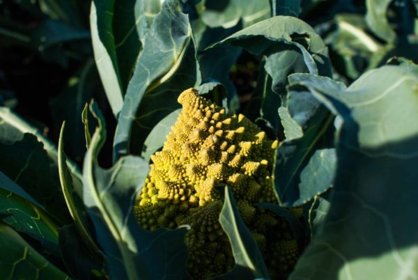 Chou romanesco