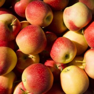 Pomme Gala JardiLouit