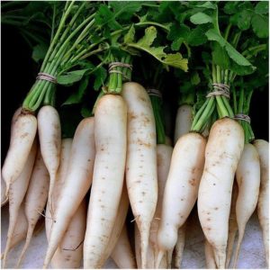 Radis daikon