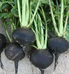 Radis noir