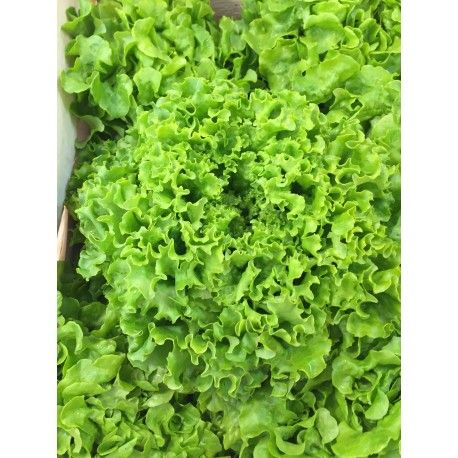 Salade (Biocoop-France)