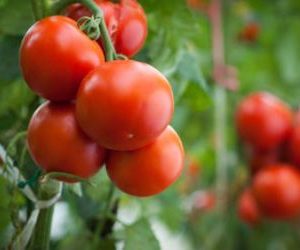 Tomate (mélange variétal)